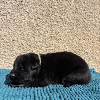 Chiot berger allemand travail lof #5