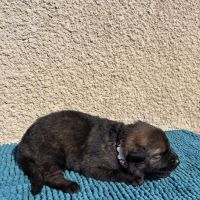 Chiot berger allemand travail lof #6