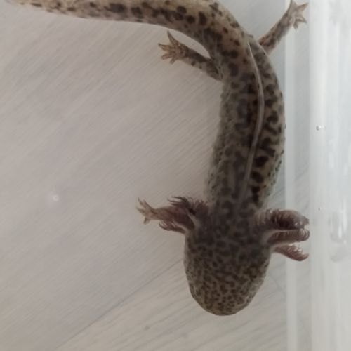 Axolotl à vendre petit prix