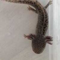 Axolotl à vendre petit prix