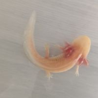 Axolotl à vendre petit prix #2