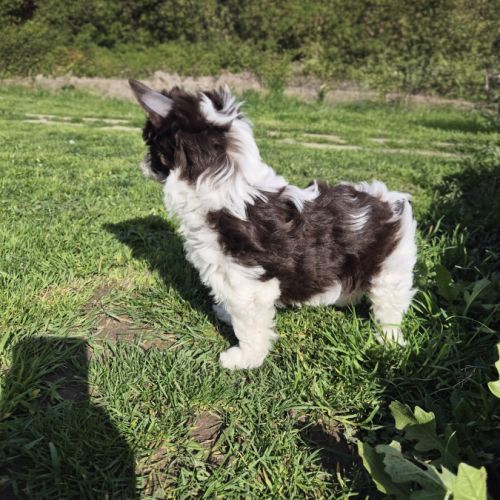 Yorkshire chocolat #2