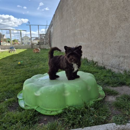 Yorkshire chocolat #3