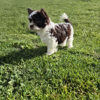 Yorkshire chocolat #0