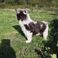 Yorkshire chocolat #2