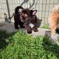 Yorkshire chocolat #4