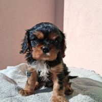 Adorable ckc à réserver #0