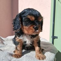 Adorable ckc à réserver #2