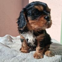 Adorable ckc à réserver #3