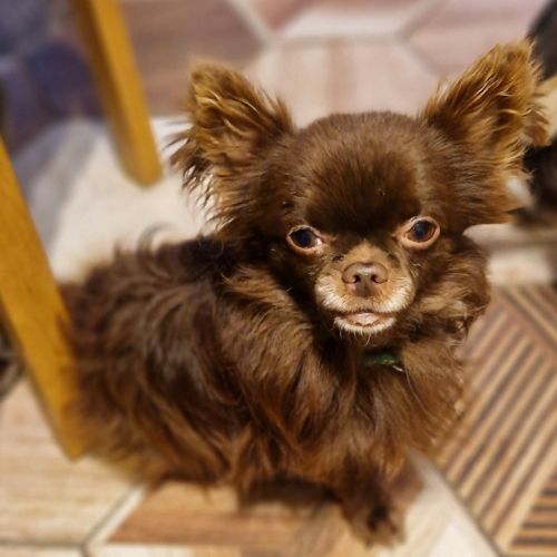 Chihuahua mâle lof confirmé – reproducteur – choco #1