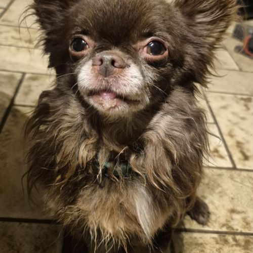 Chihuahua mâle lof confirmé – reproducteur – choco #3