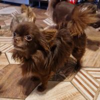 Chihuahua mâle lof confirmé – reproducteur – choco