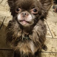 Chihuahua mâle lof confirmé – reproducteur – choco #3