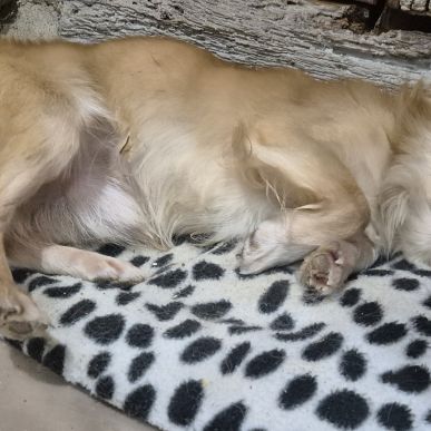 Chihuahua mâle à poils longs type chihuahua