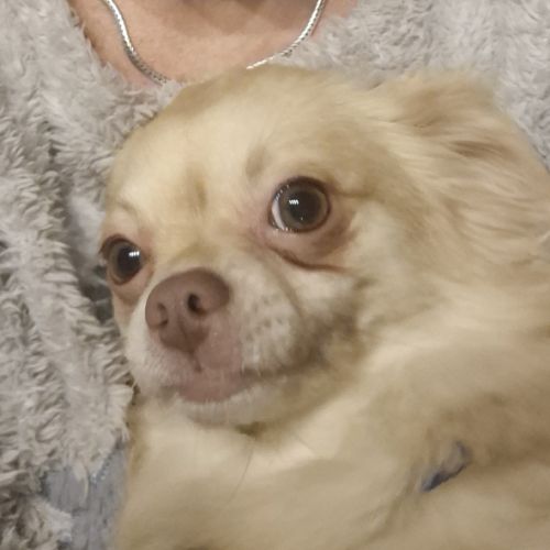 Chihuahua mâle à poils longs type chihuahua #3