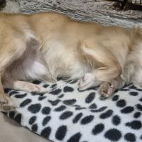 Chihuahua mâle à poils longs type chihuahua