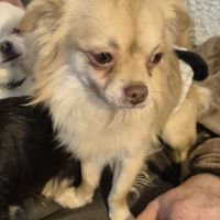 Chihuahua mâle à poils longs type chihuahua #2