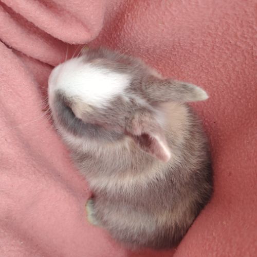 Bébé lapin nain #2