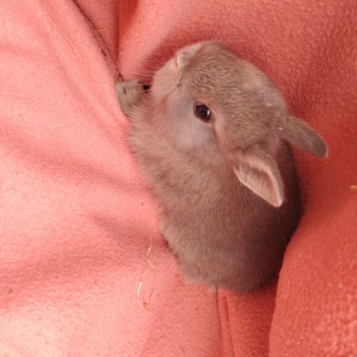 Bébé lapin nain #4