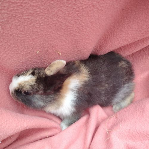 Bébé lapin nain #5