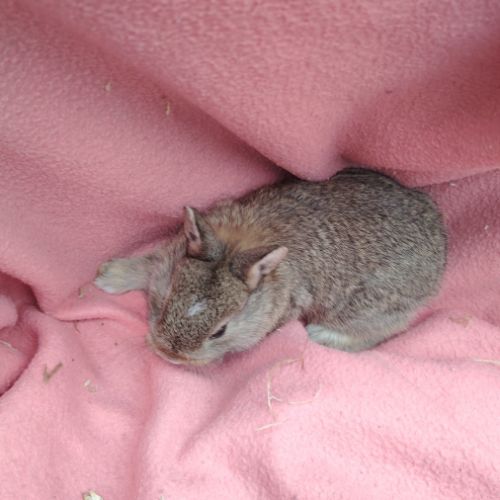Bébé lapin nain #6