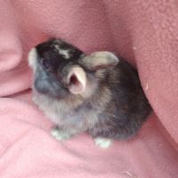 Bébé lapin nain #3