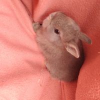 Bébé lapin nain #4