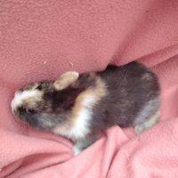 Bébé lapin nain #5