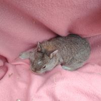 Bébé lapin nain #6