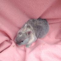 Bébé lapin nain #7