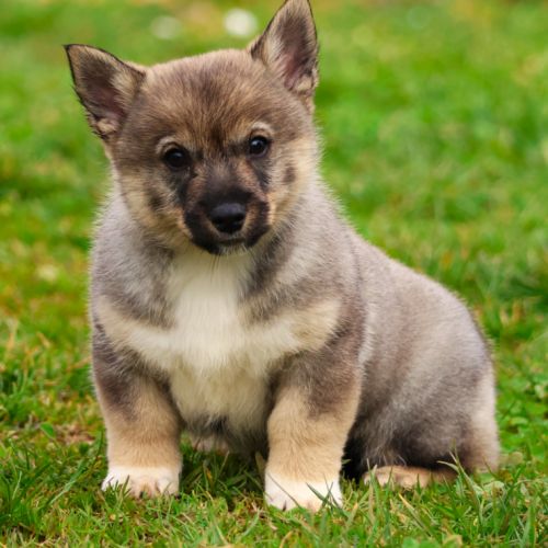 Magnifiques chiots spitz de visigoths #3