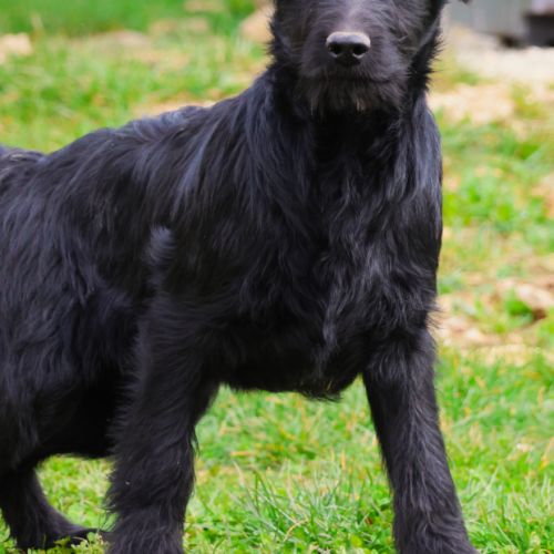 Chiot shepadoodle (berger allemand x caniche) #1