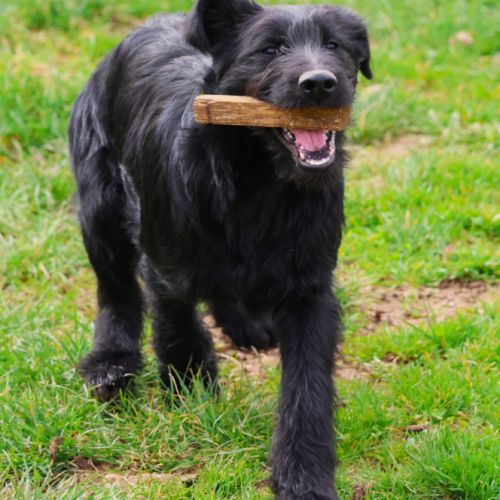 Chiot shepadoodle (berger allemand x caniche) #2