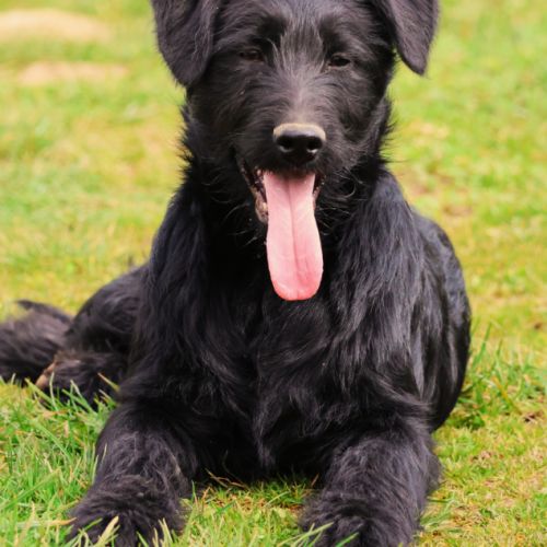 Chiot shepadoodle (berger allemand x caniche)