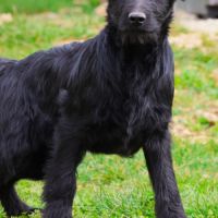 Chiot shepadoodle (berger allemand x caniche) #1