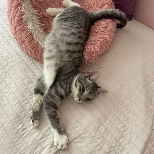 Assia une adorable puce qui a droit au bonheur #4