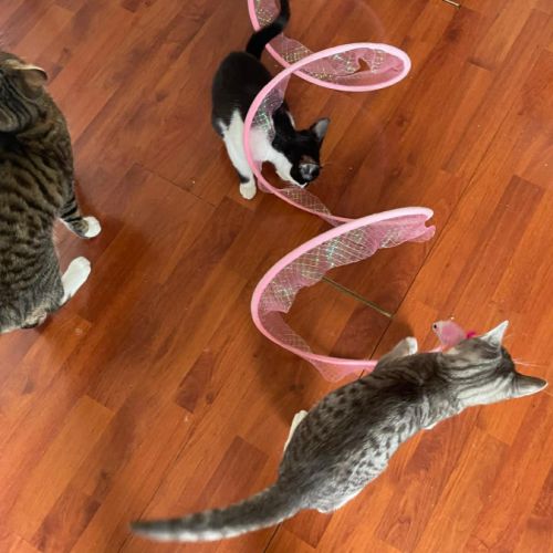 Assia une adorable puce qui a droit au bonheur #7