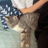 Assia une adorable puce qui a droit au bonheur #1