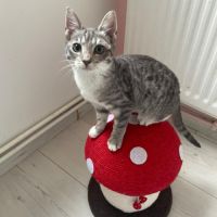 Assia une adorable puce qui a droit au bonheur #3