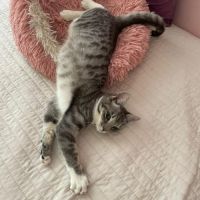 Assia une adorable puce qui a droit au bonheur #4