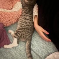 Assia une adorable puce qui a droit au bonheur #5