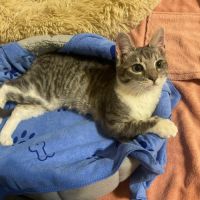 Assia une adorable puce qui a droit au bonheur #0