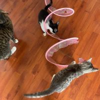 Assia une adorable puce qui a droit au bonheur #7