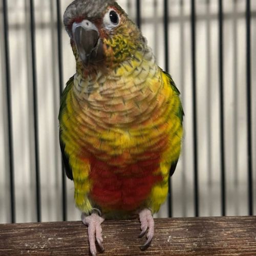 Conure de molinae pyrrhura eam #1