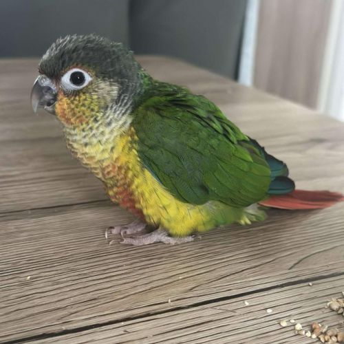Conure de molinae pyrrhura eam #2