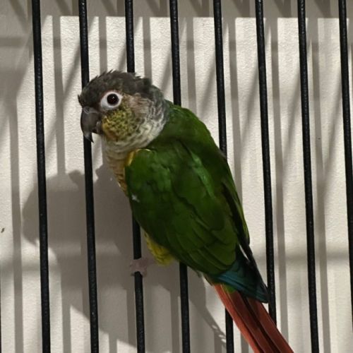 Conure de molinae pyrrhura eam #3
