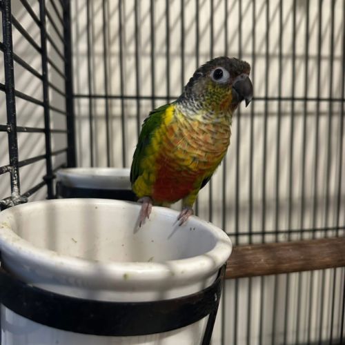Conure de molinae pyrrhura eam