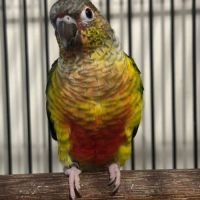 Conure de molinae pyrrhura eam #1