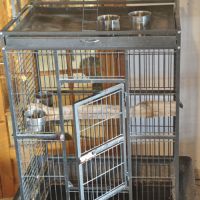 Cacaotes rosalbin #1