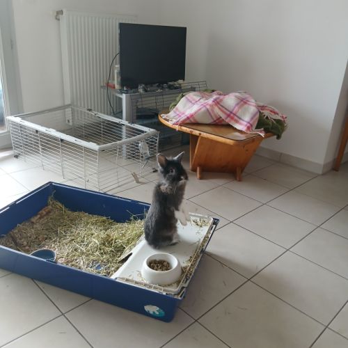 Chonchon, 11 mois, mâle stérilisé, lapin tête lion #1